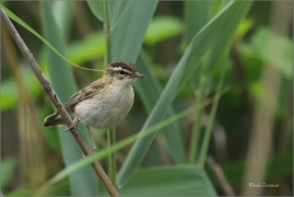 <p>RÁKOSNÍK PROUŽKOVANÝ (Acrocephalus schoenobaenus) jižní Morava ---- /Sedge warbler - Schilfrohrsänger/</p>